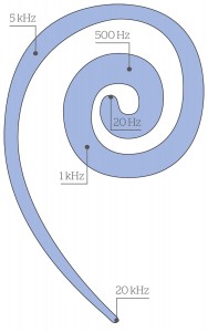 Organizacja tonotopowa ślimaka w uchu wewnętrznym.